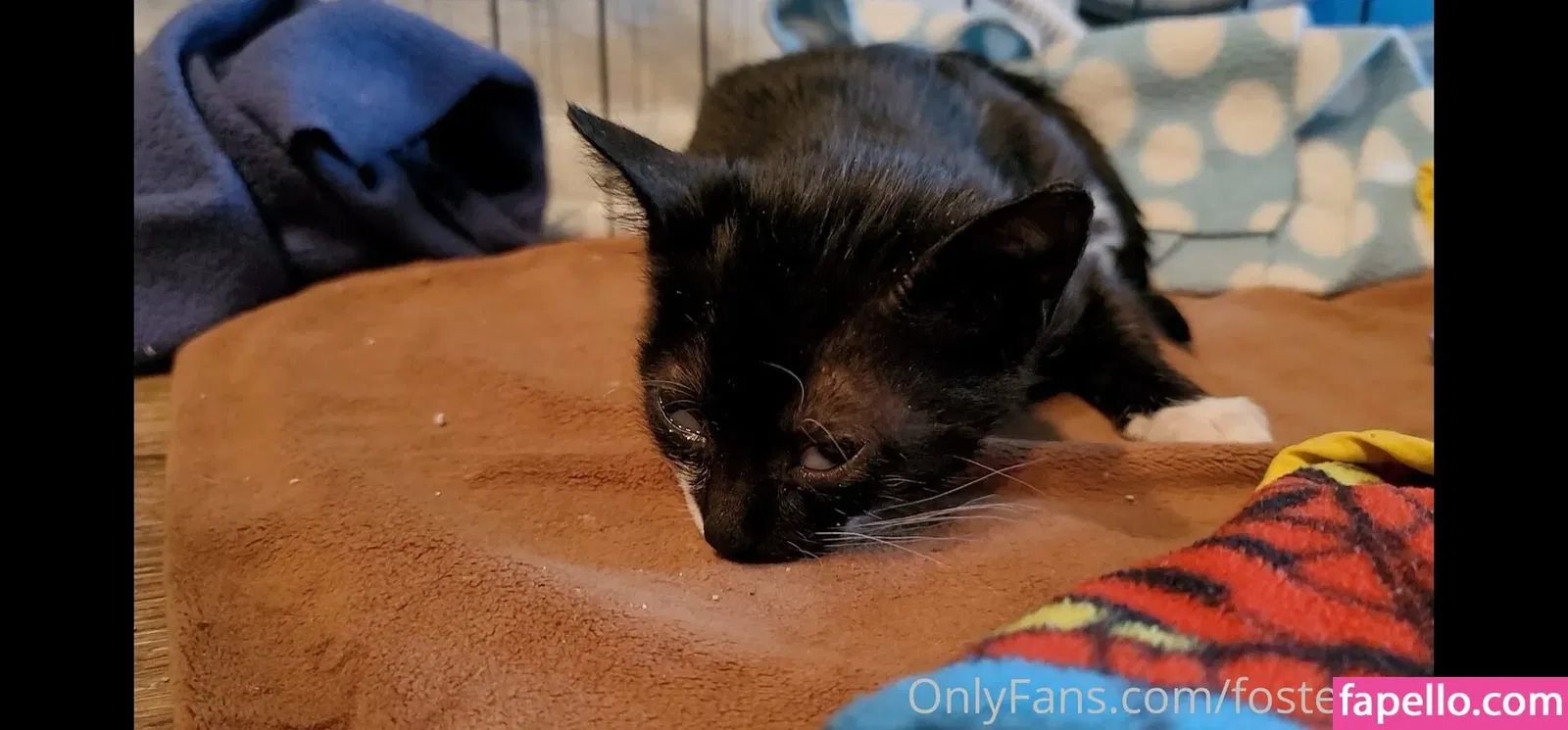 fosterkittendad Onlyfans Photo Gallery 