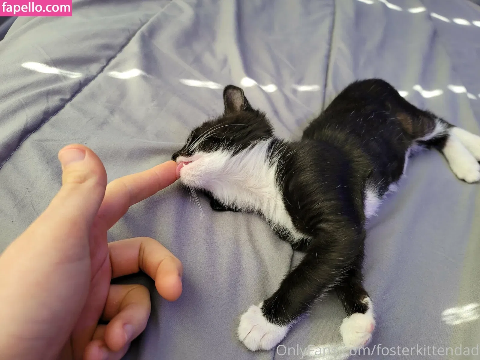 fosterkittendad Onlyfans Photo Gallery 