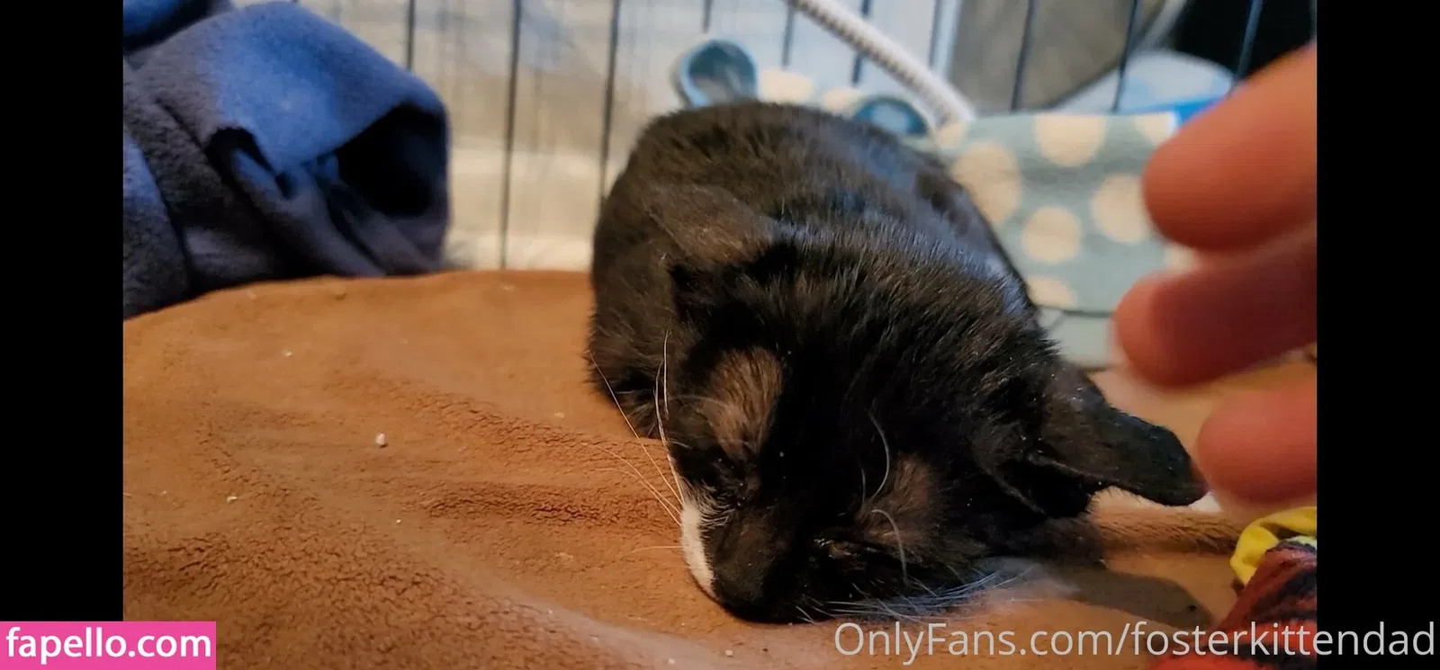 fosterkittendad Onlyfans Photo Gallery 