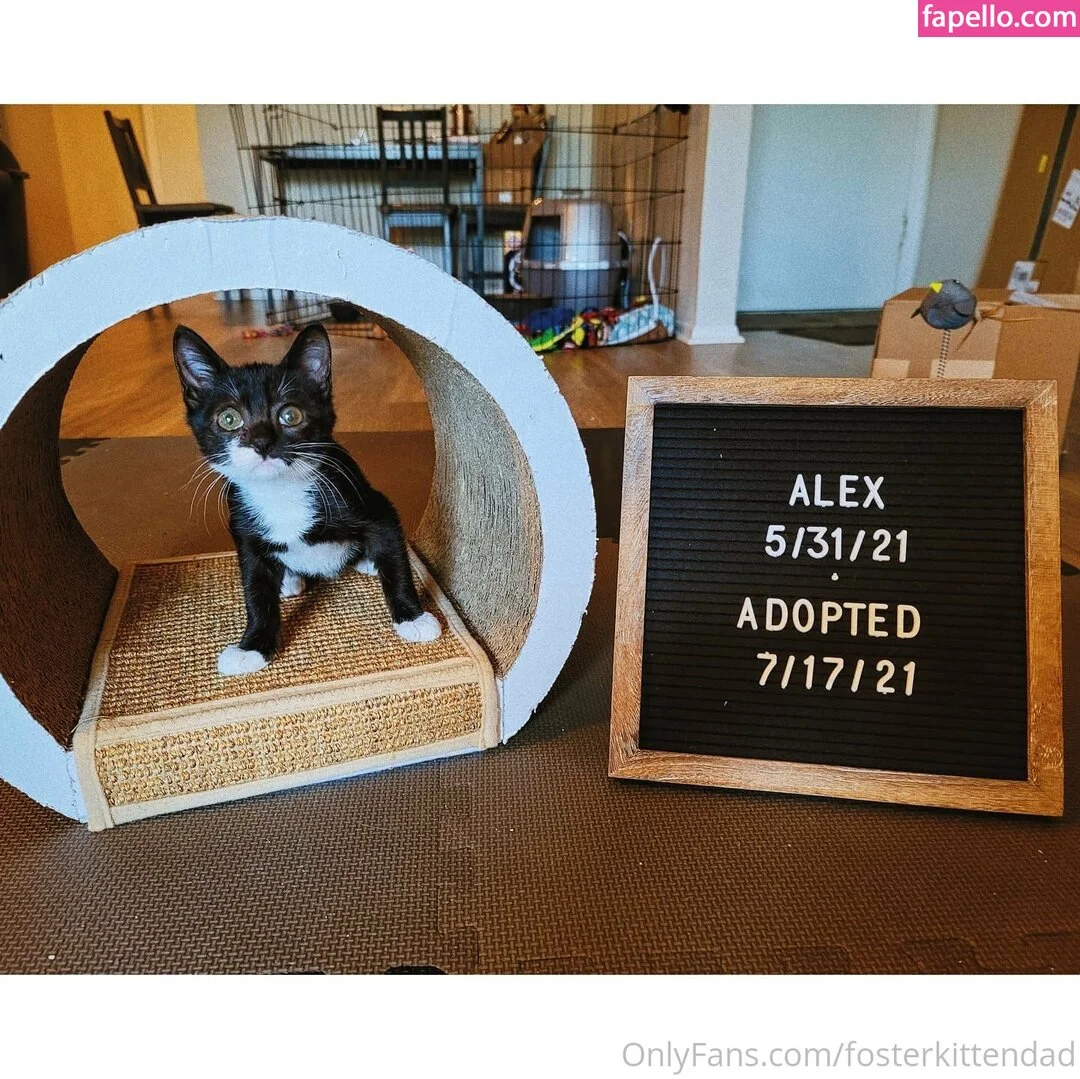fosterkittendad Onlyfans Photo Gallery 