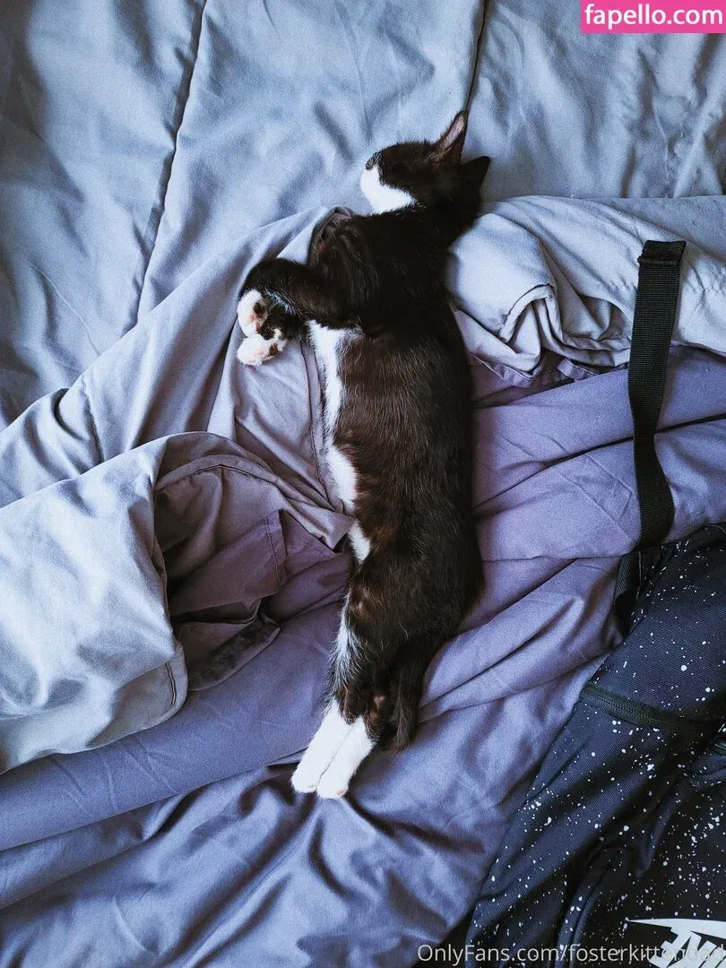 fosterkittendad Onlyfans Photo Gallery 