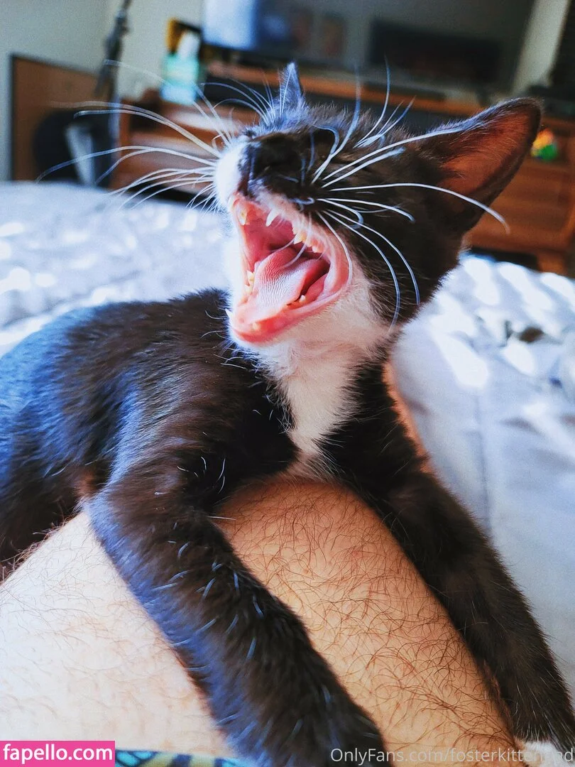 fosterkittendad Onlyfans Photo Gallery 