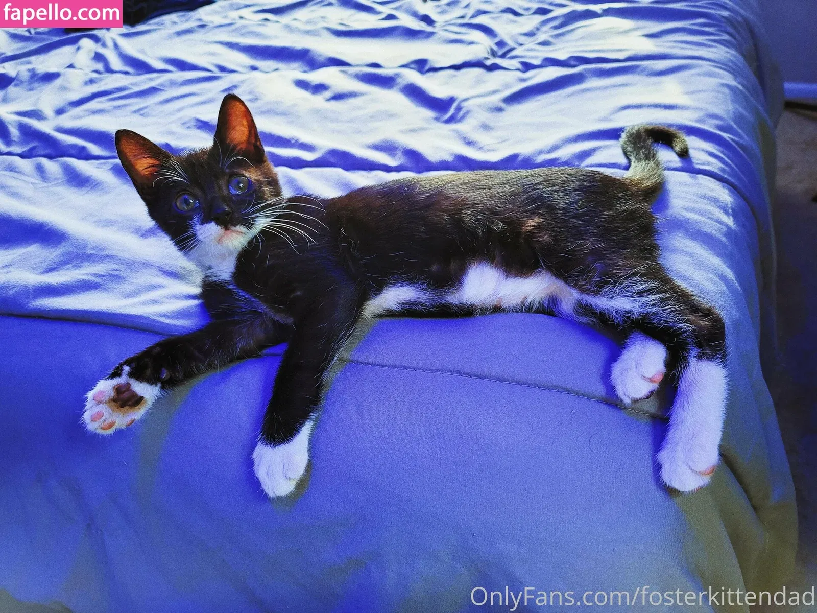 fosterkittendad Onlyfans Photo Gallery 