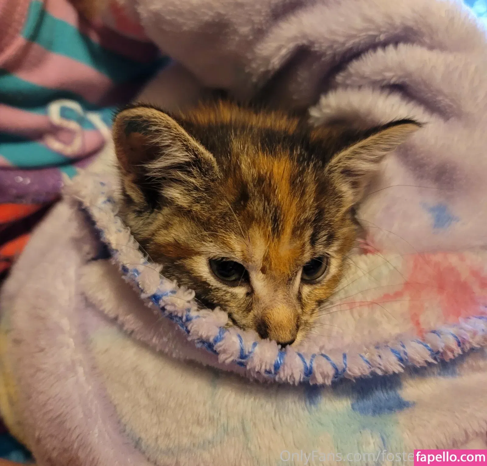 fosterkittendad Onlyfans Photo Gallery 