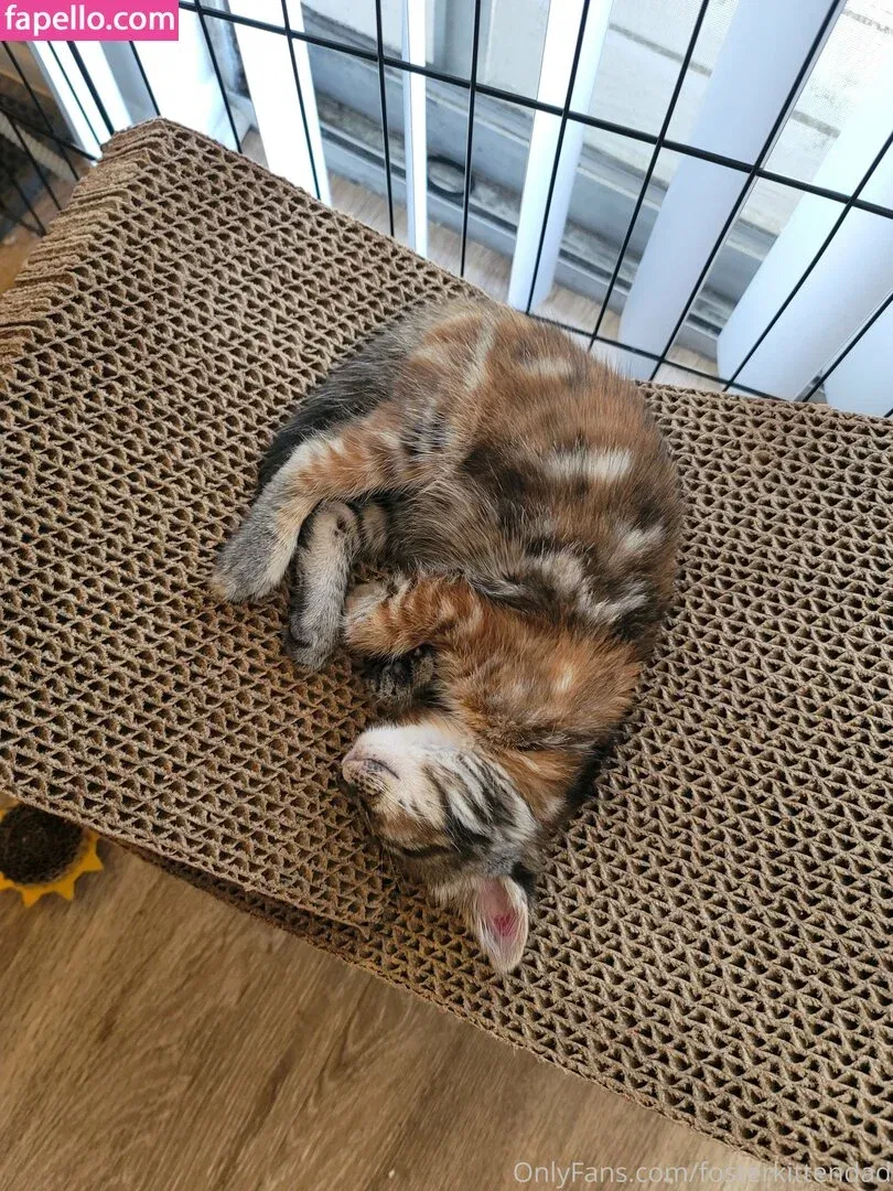 fosterkittendad Onlyfans Photo Gallery 