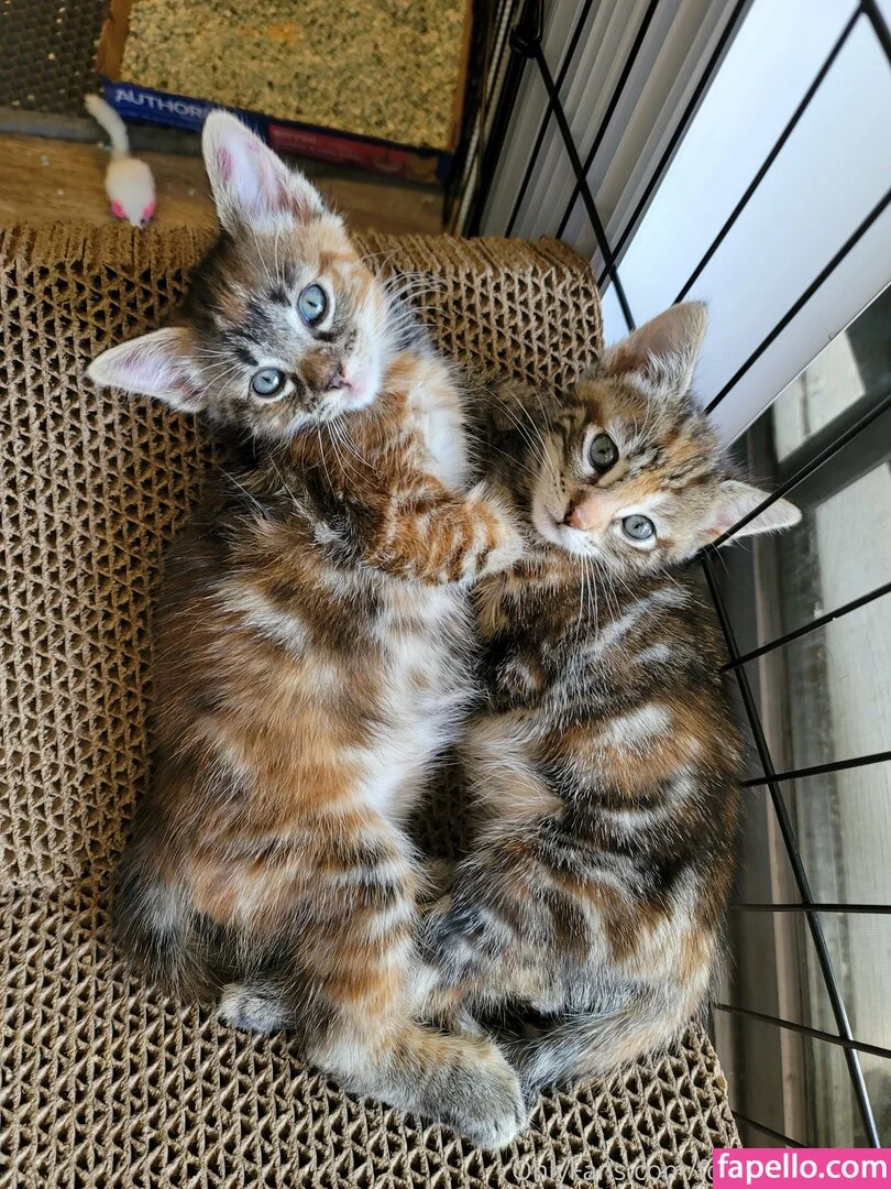 fosterkittendad Onlyfans Photo Gallery 