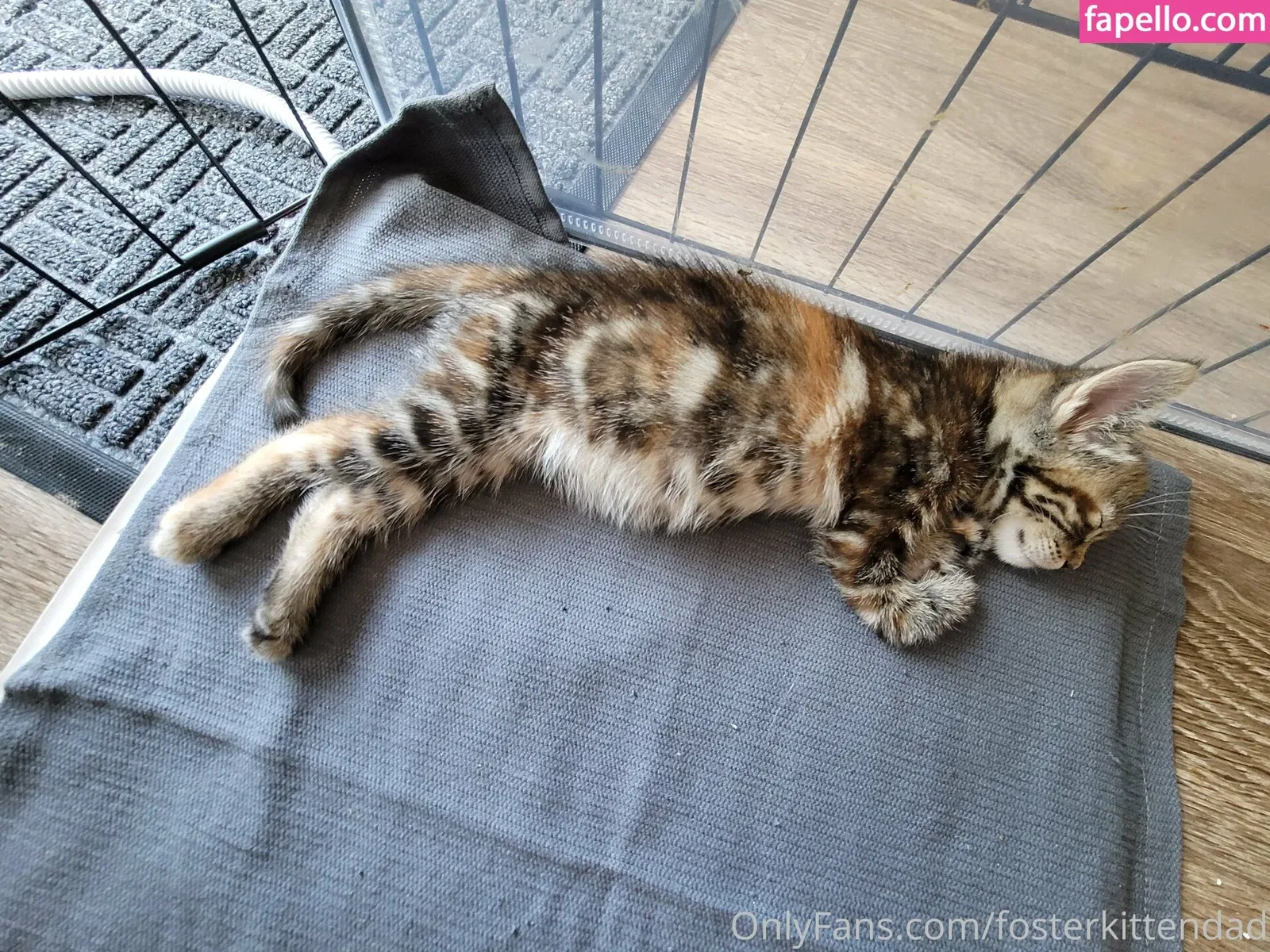 fosterkittendad Onlyfans Photo Gallery 