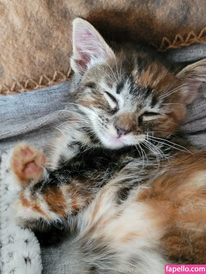 fosterkittendad Onlyfans Photo Gallery 