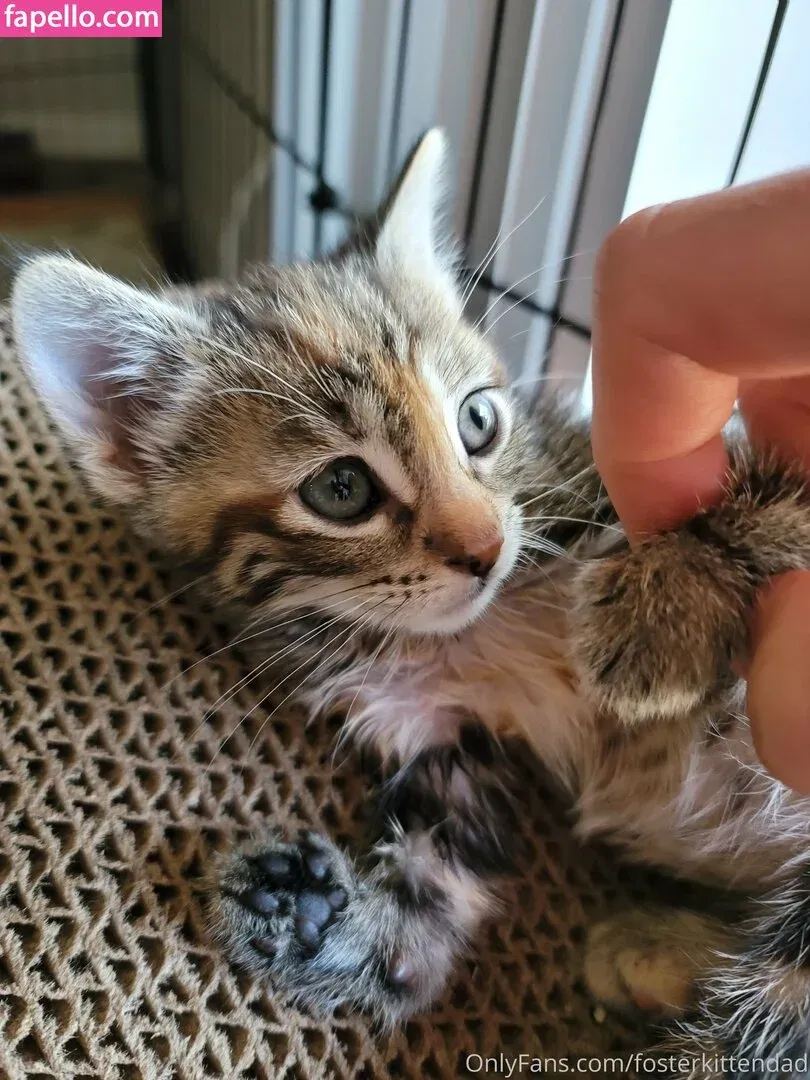 fosterkittendad Onlyfans Photo Gallery 