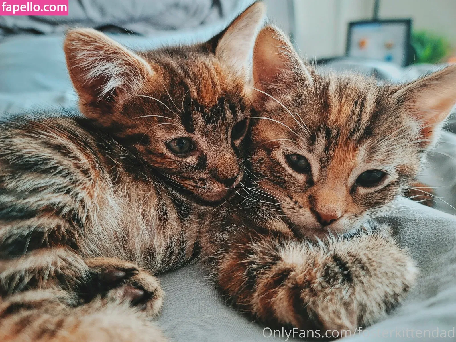 fosterkittendad Onlyfans Photo Gallery 