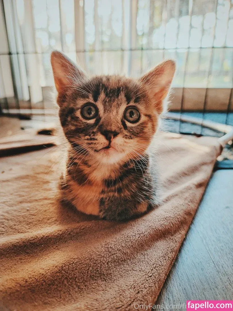 fosterkittendad Onlyfans Photo Gallery 