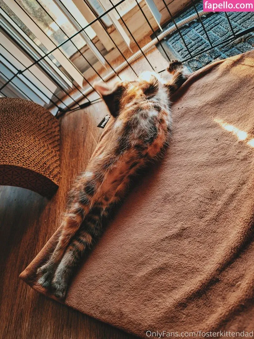 fosterkittendad Onlyfans Photo Gallery 
