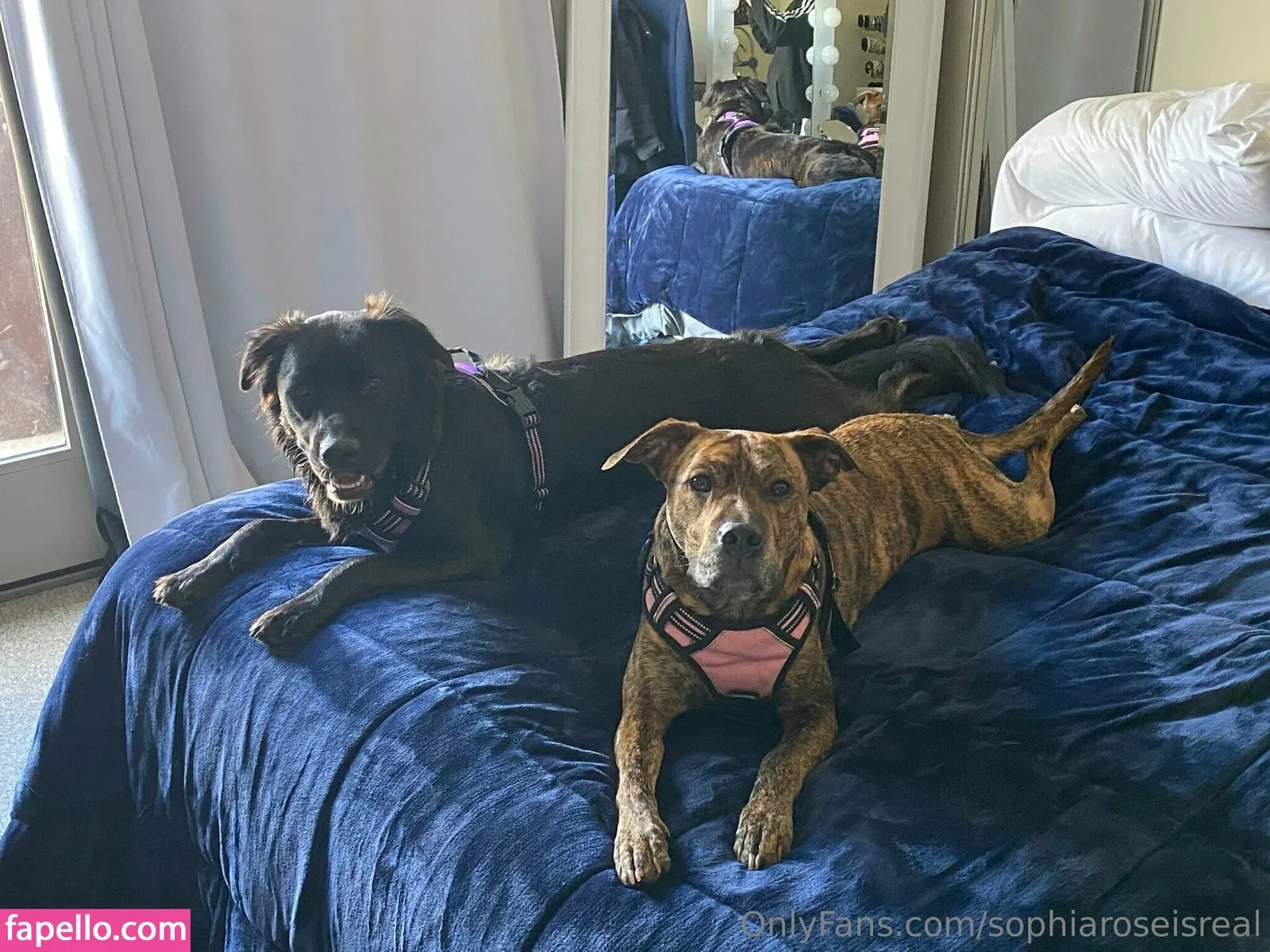 sophiaroseisreal Onlyfans Photo Gallery 