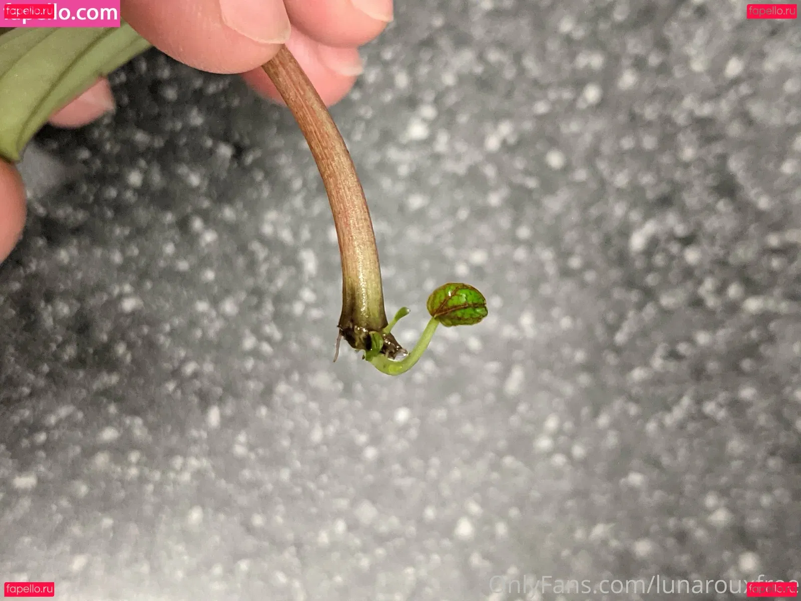 lunarouxfree Onlyfans Photo Gallery 