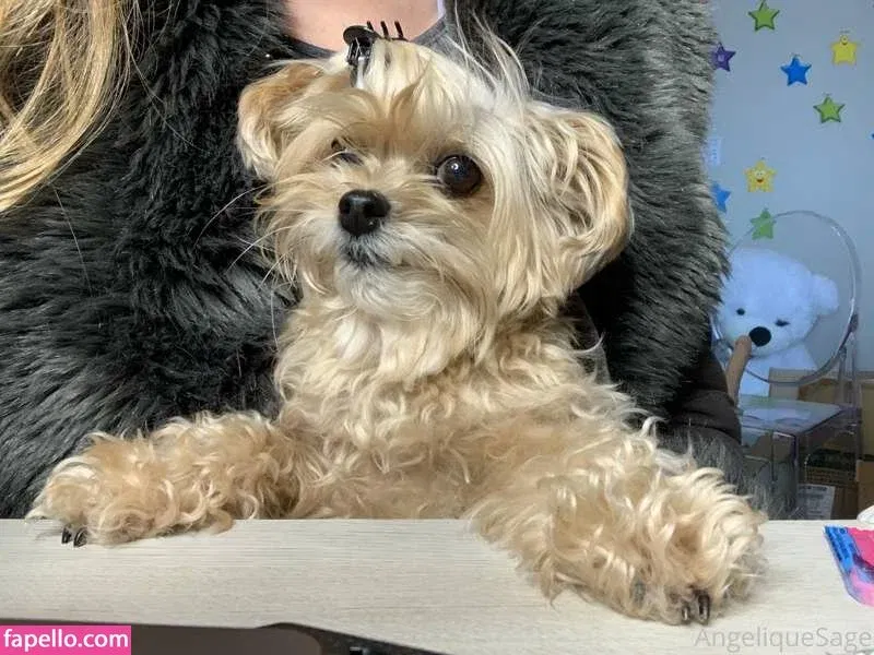 angeliquesage Onlyfans Photo Gallery 