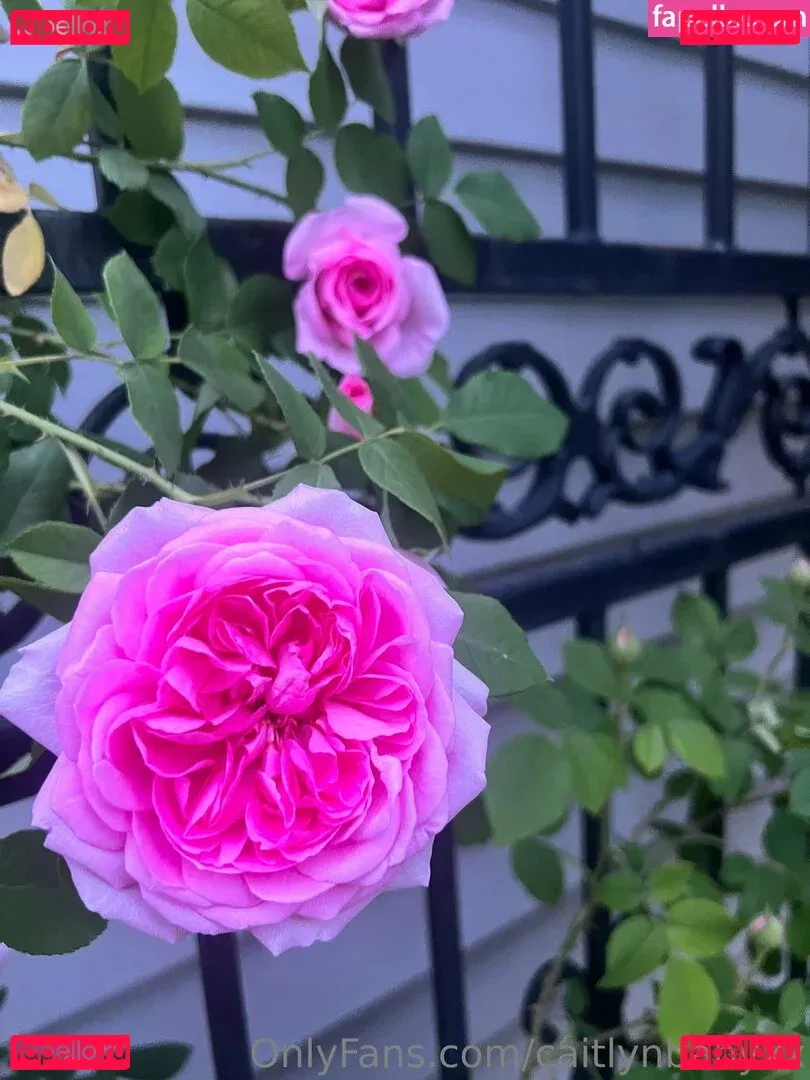 caitlynbabyxx Onlyfans Photo Gallery 