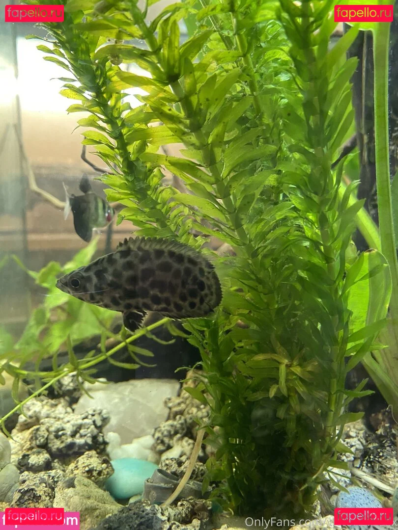 buffbandittfree Onlyfans Photo Gallery 