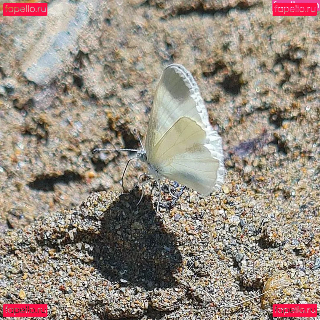 Ann Cygnus Onlyfans Photo Gallery 