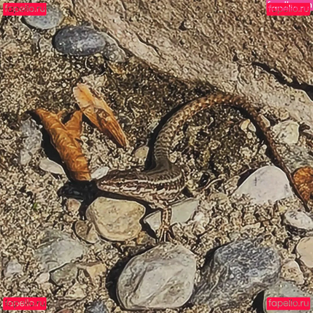 Ann Cygnus Onlyfans Photo Gallery 