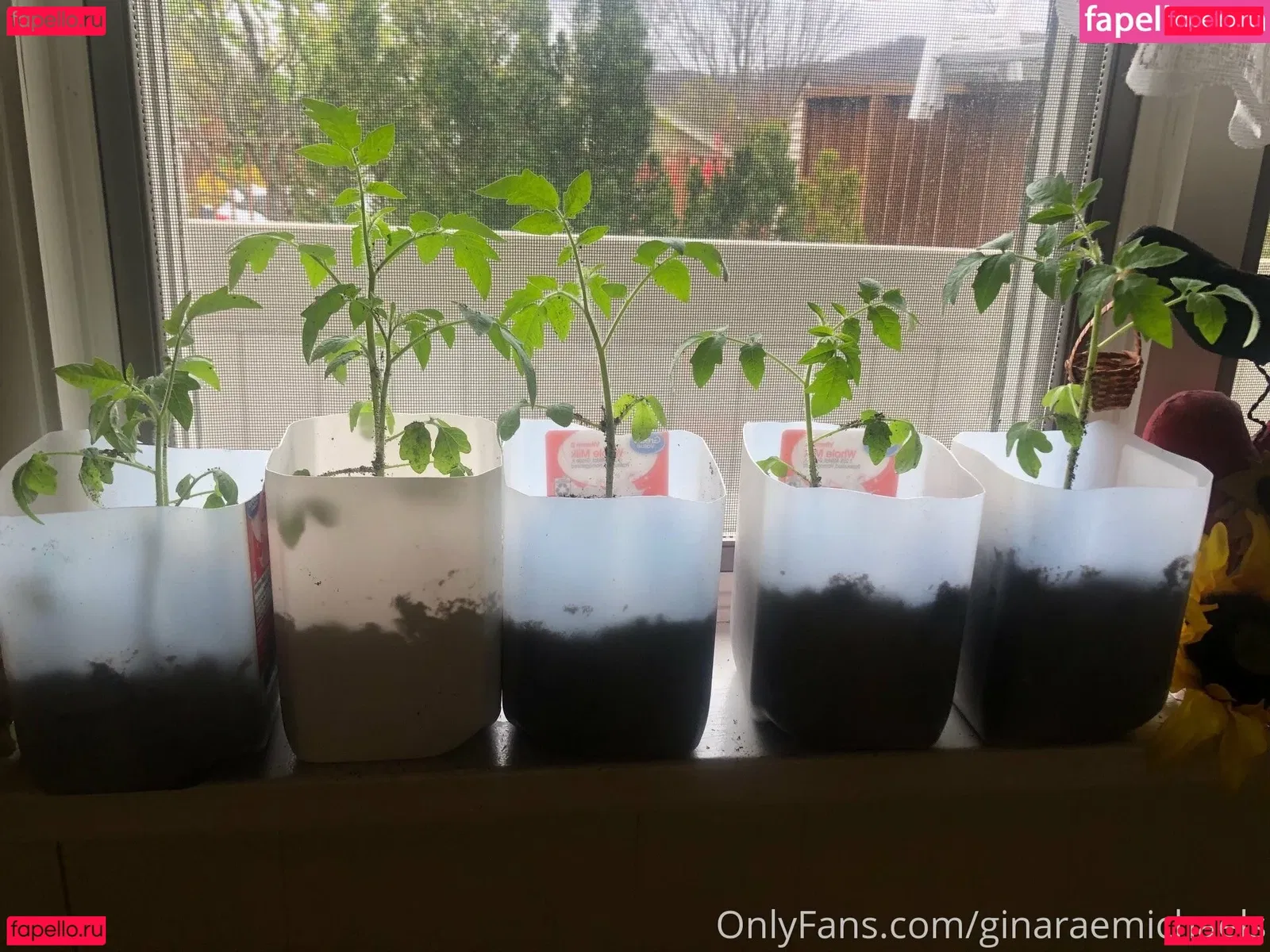 ginaraemichaels Onlyfans Photo Gallery 