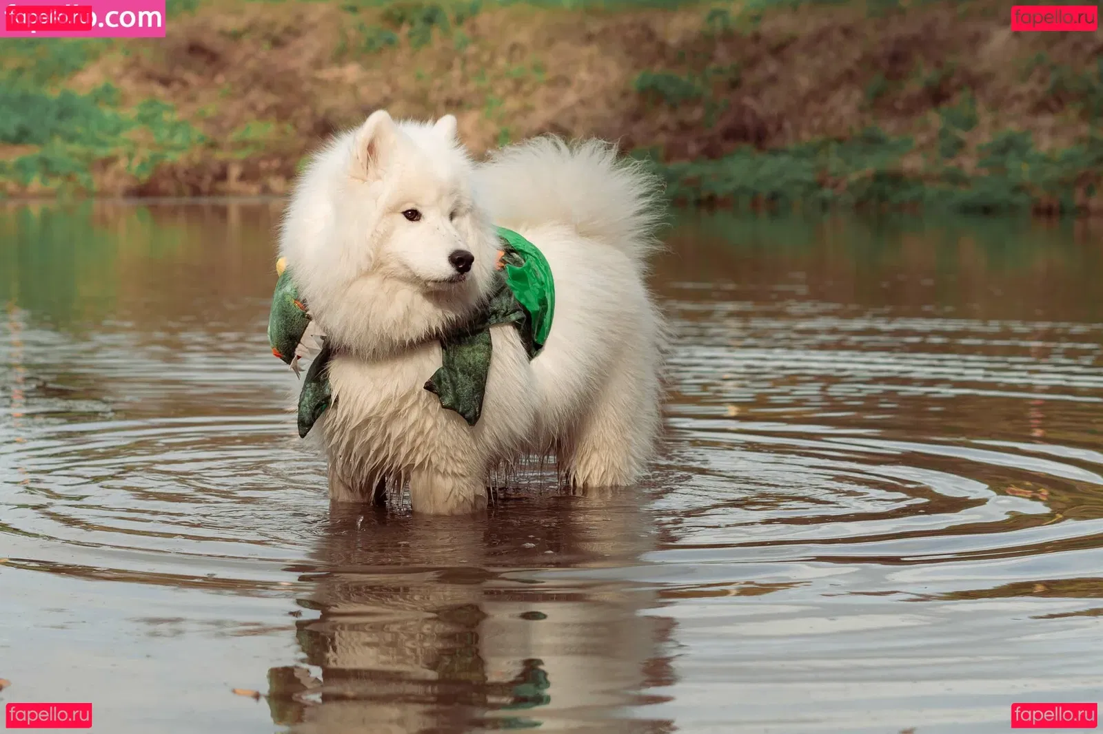 Okicospi Onlyfans Photo Gallery 