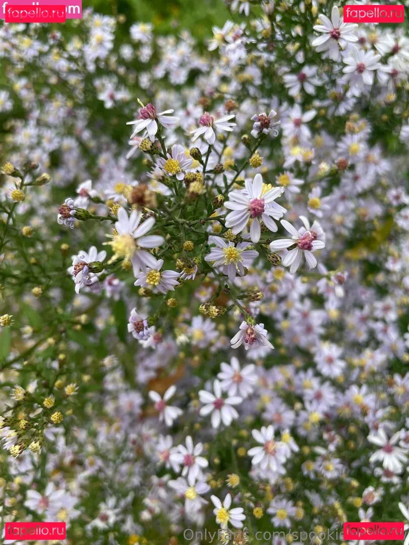 spookisideshow Onlyfans Photo Gallery 