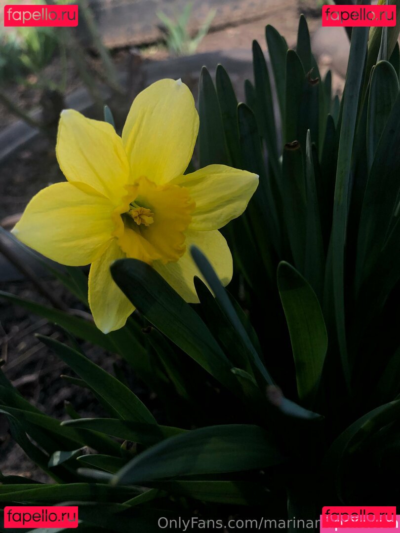 marinamonroefree / marinaxmonroe Onlyfans Photo Gallery 