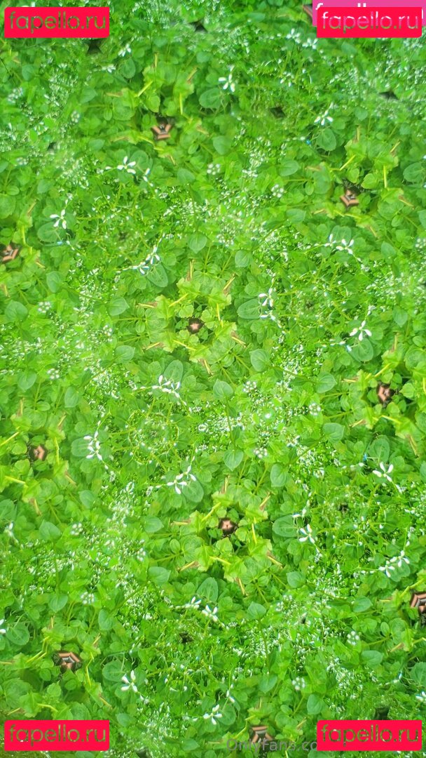 RaineWyrm Onlyfans Photo Gallery 