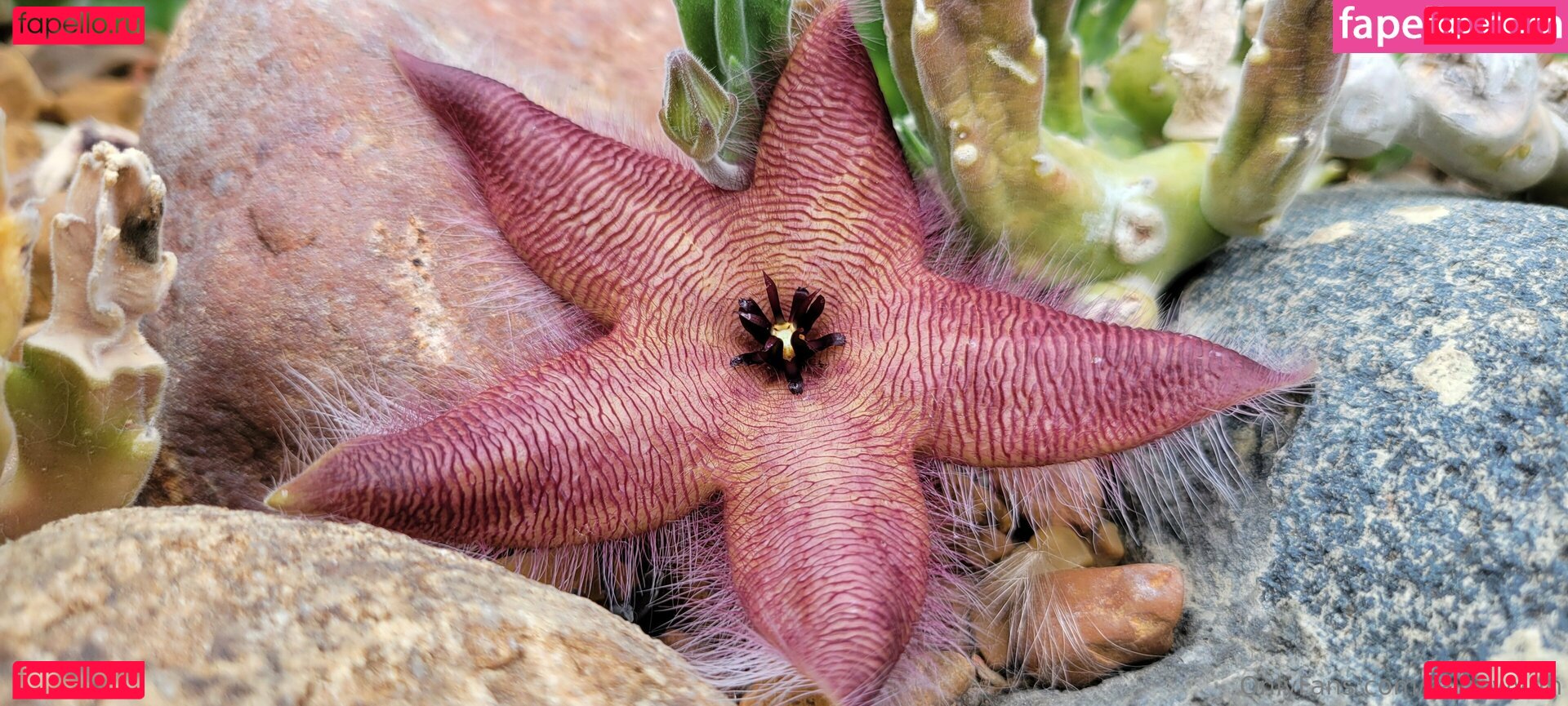 RaineWyrm Onlyfans Photo Gallery 