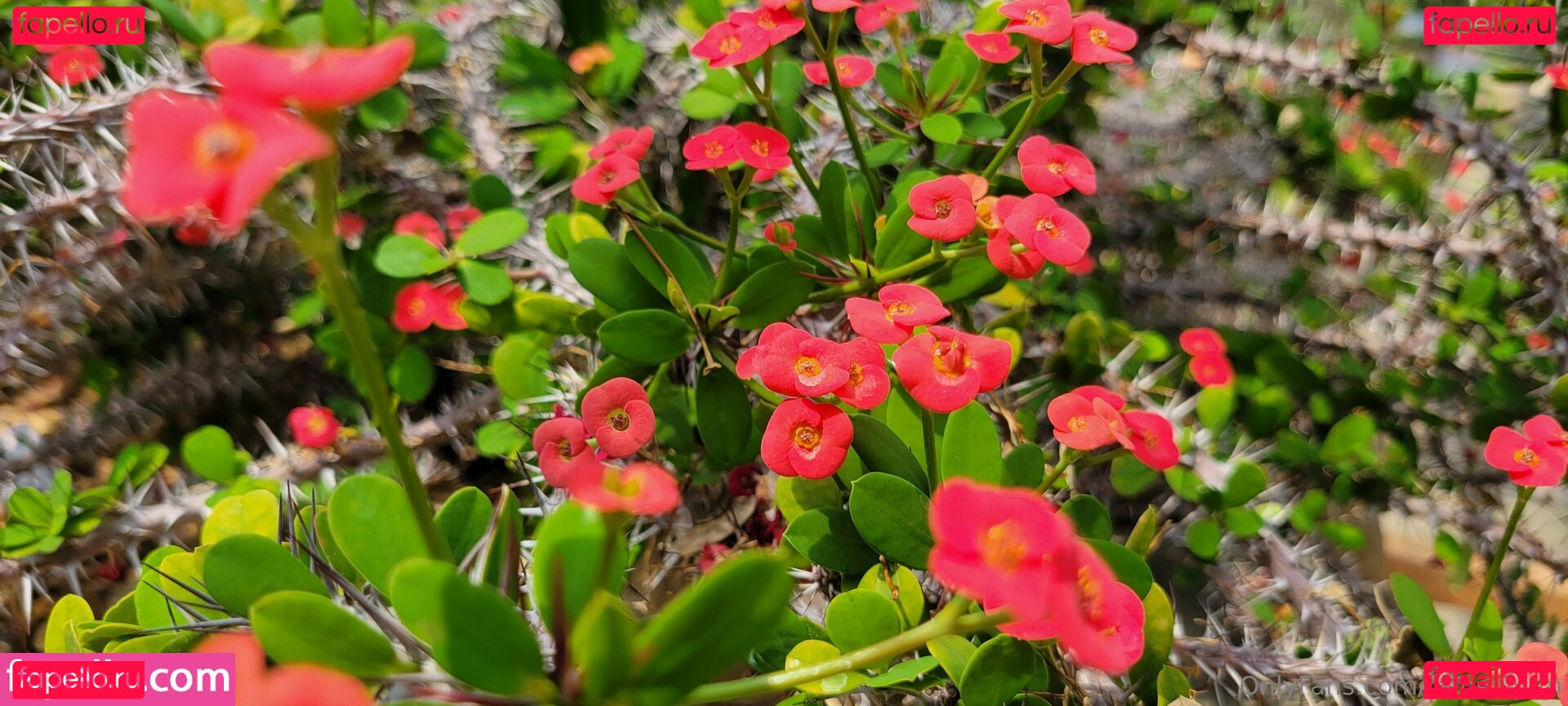 RaineWyrm Onlyfans Photo Gallery 