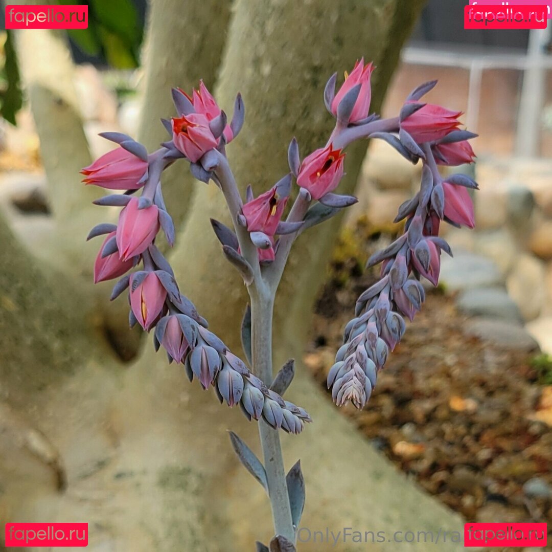 RaineWyrm Onlyfans Photo Gallery 