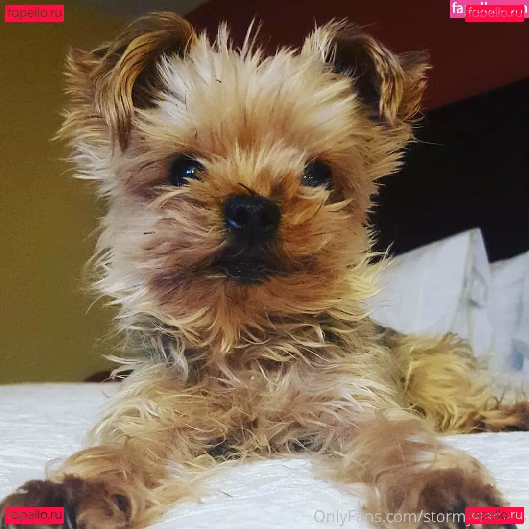 stormydaniels Onlyfans Photo Gallery 