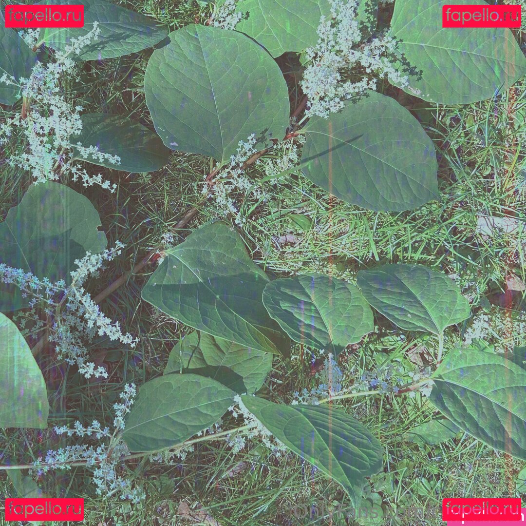 cedella01 / cedella1 Onlyfans Photo Gallery 