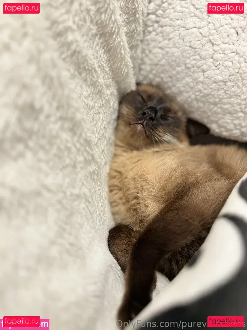 purevibrations Onlyfans Photo Gallery 