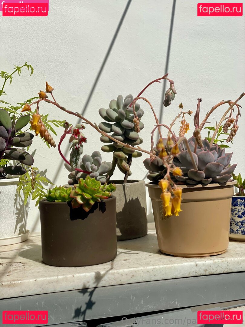 panteritafree Onlyfans Photo Gallery 