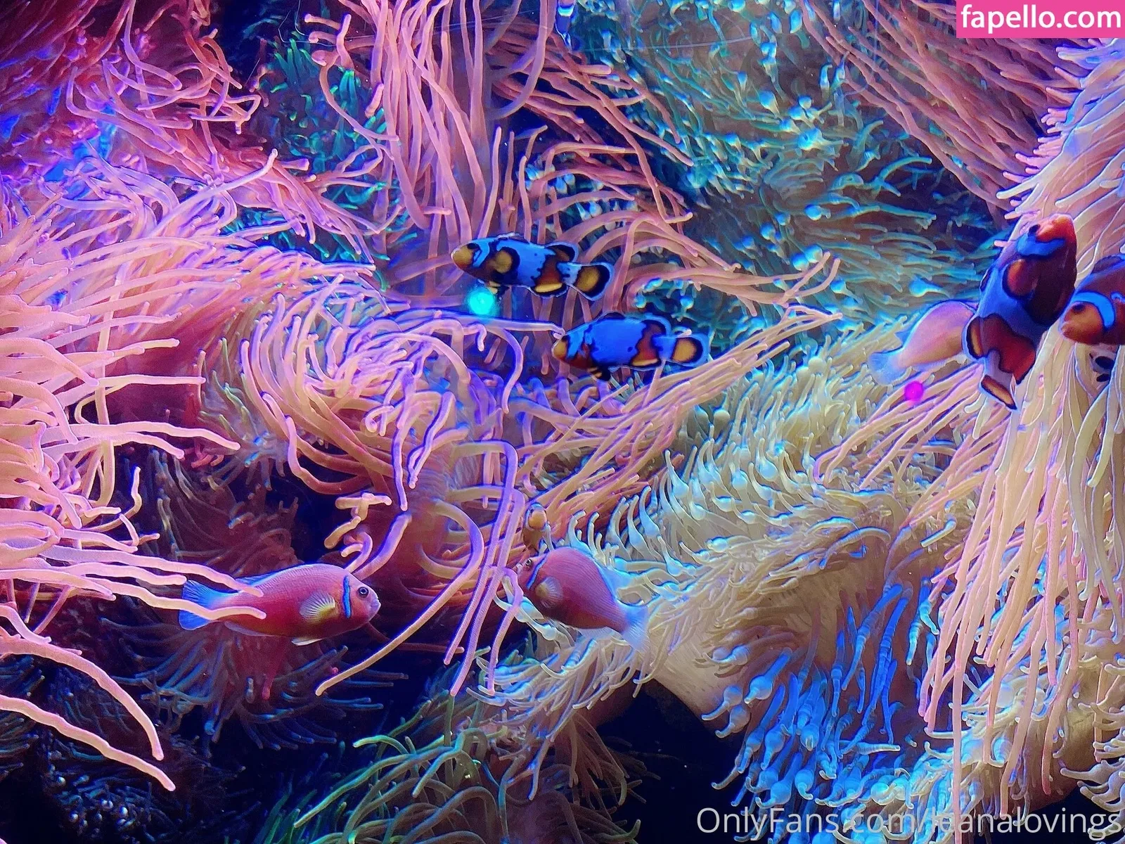 leanalovings Onlyfans Photo Gallery 