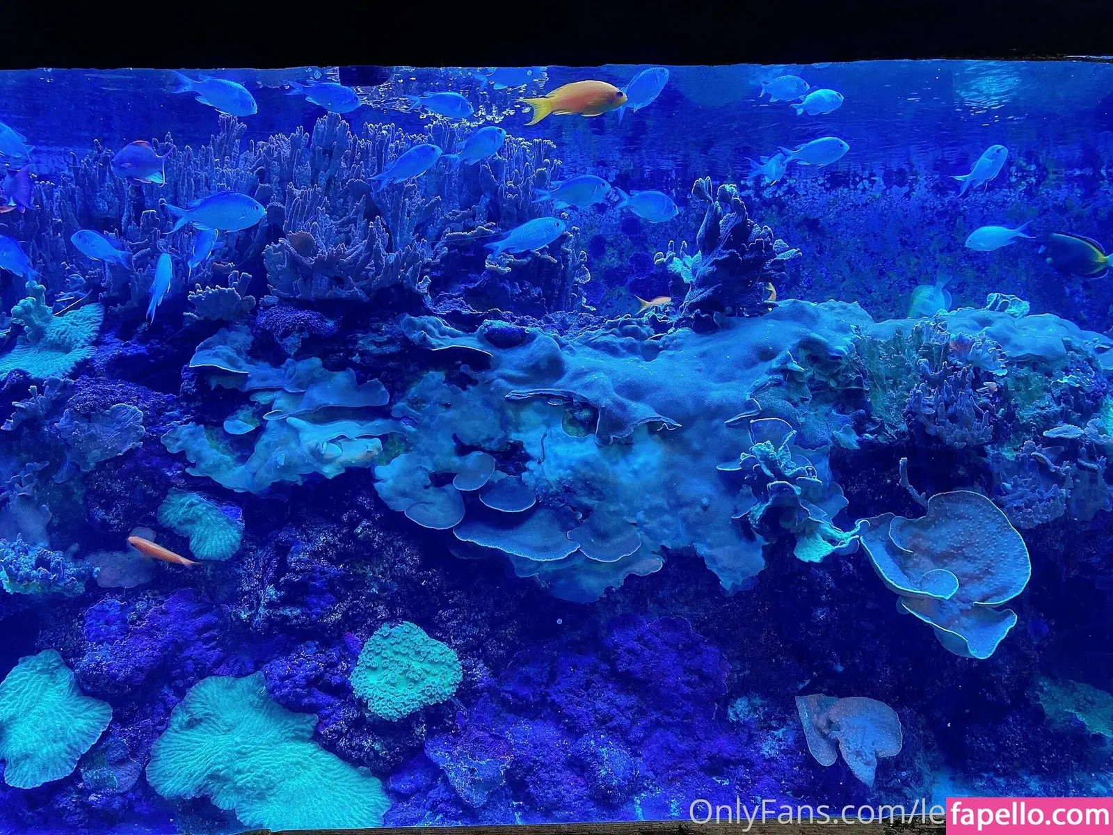 leanalovings Onlyfans Photo Gallery 