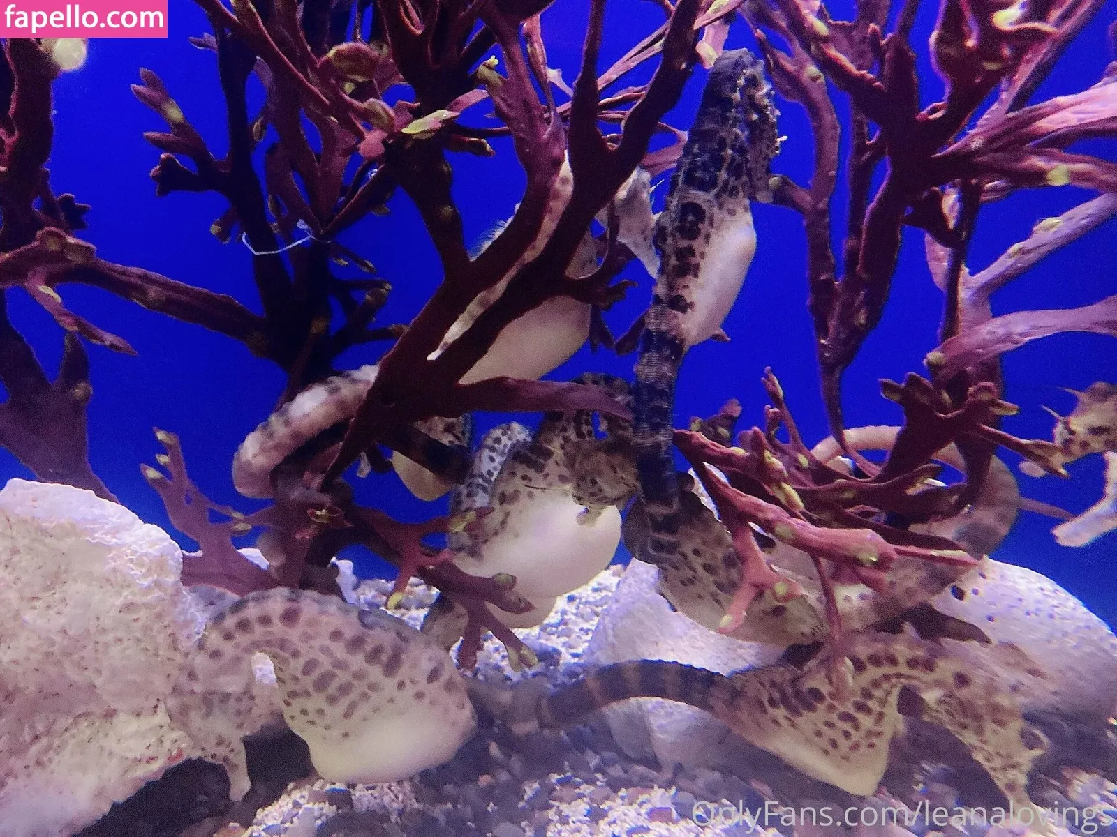 leanalovings Onlyfans Photo Gallery 