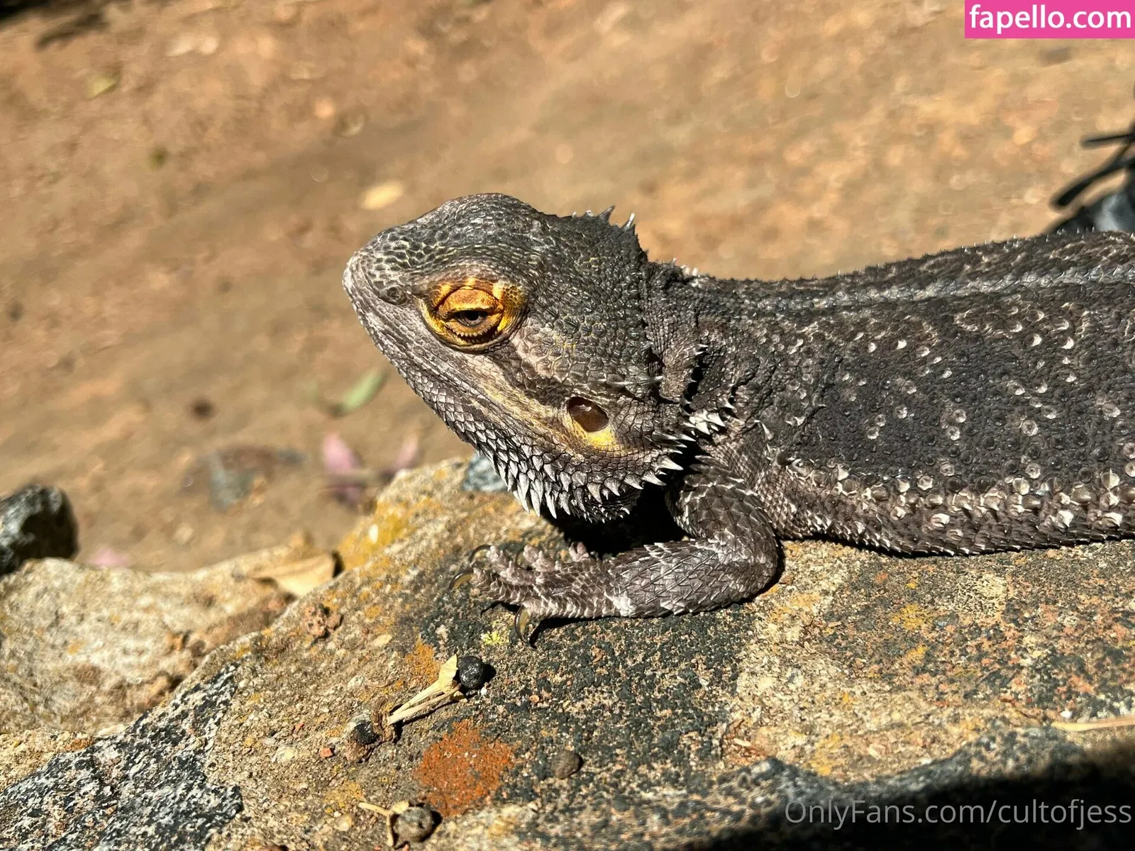 cultofjess Onlyfans Photo Gallery 