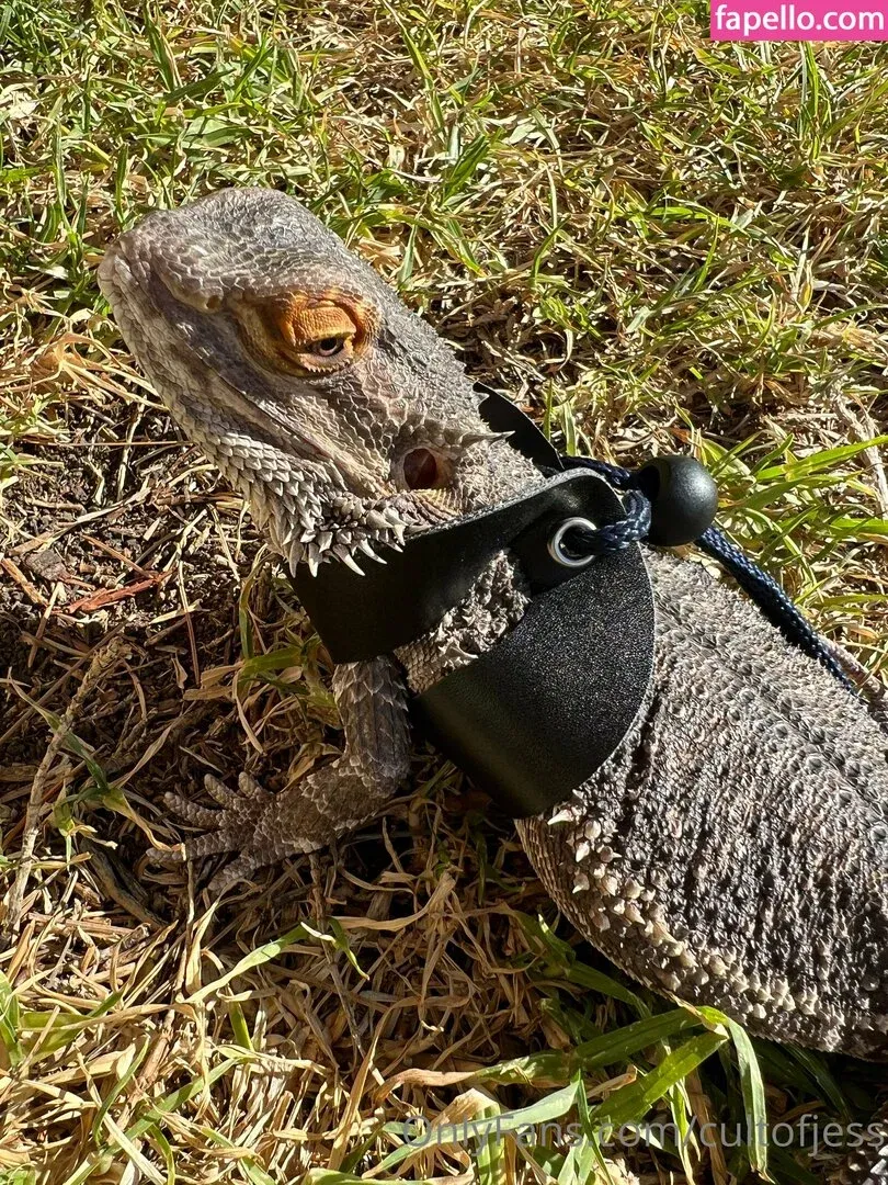 cultofjess Onlyfans Photo Gallery 