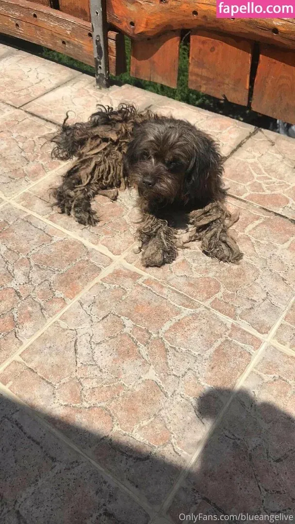 blueangelive Onlyfans Photo Gallery 