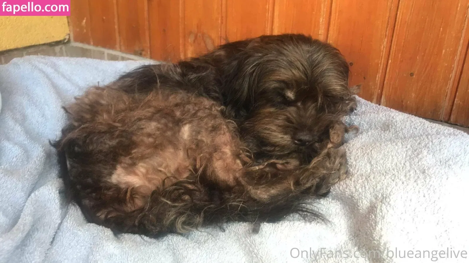 blueangelive Onlyfans Photo Gallery 