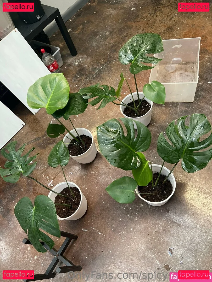 spicysundayx Onlyfans Photo Gallery 