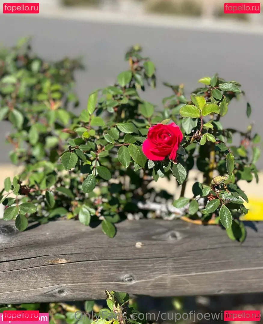 cupofjoewithmoe Onlyfans Photo Gallery 