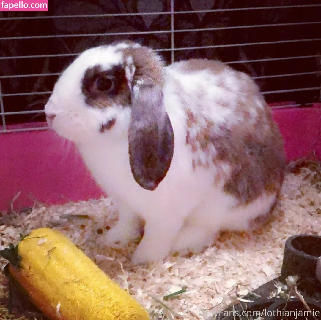 lothianjamie Onlyfans Photo Gallery 