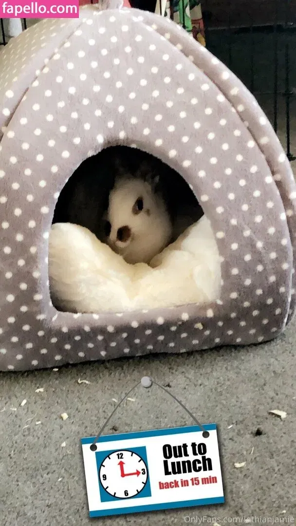 lothianjamie Onlyfans Photo Gallery 