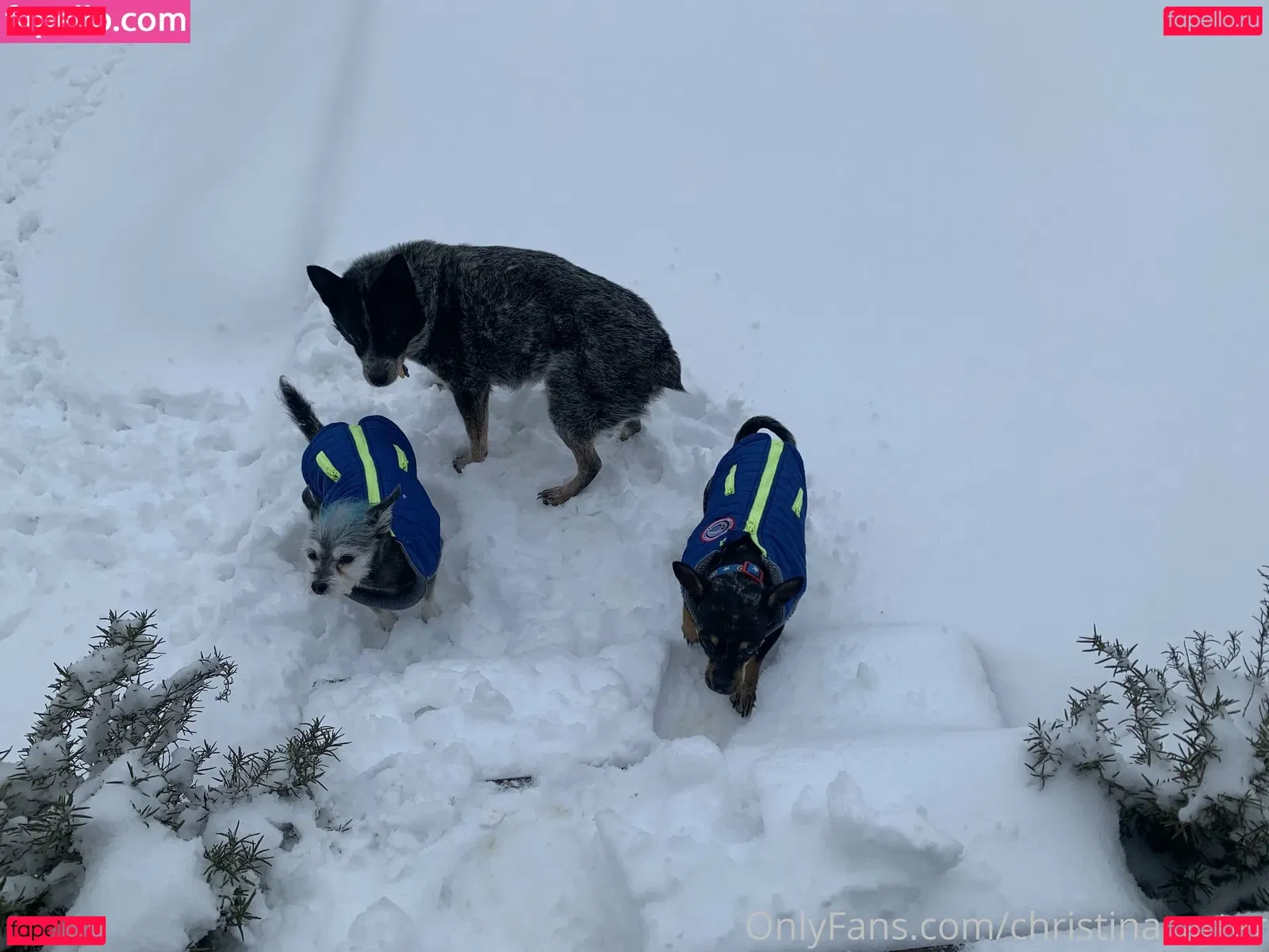 christinacarter Onlyfans Photo Gallery 