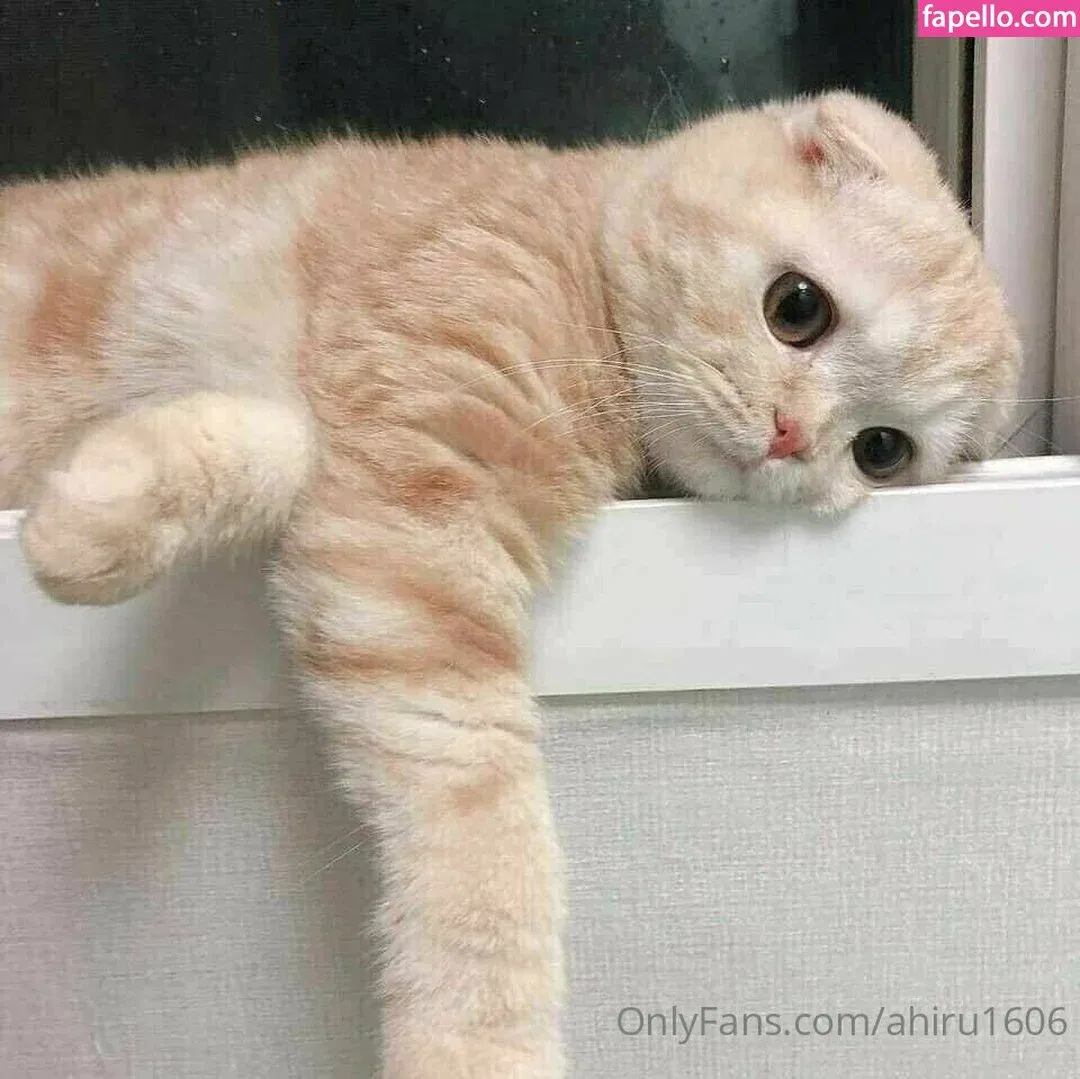 ahiru1606 Onlyfans Photo Gallery 