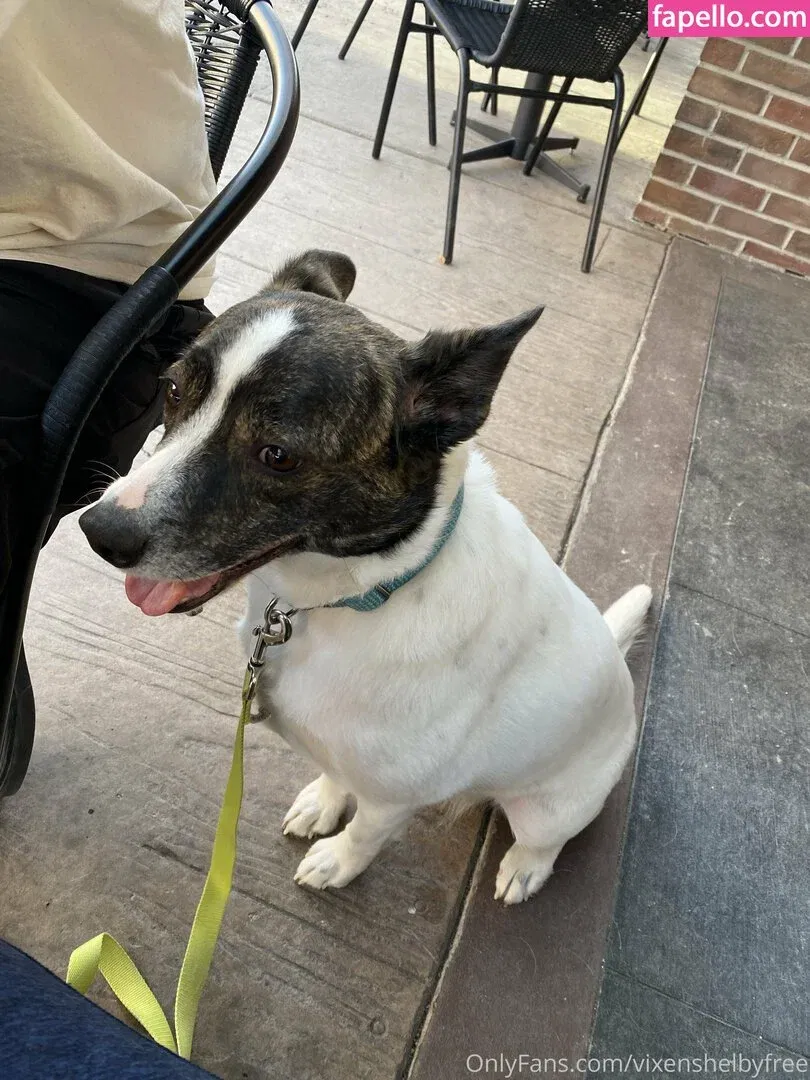 vixenshelbyfree Onlyfans Photo Gallery 