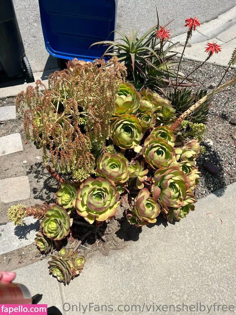 vixenshelbyfree Onlyfans Photo Gallery 